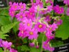 Show product details for Primula polyneura